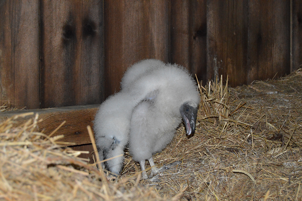 25-day-old turkey vulture chick
