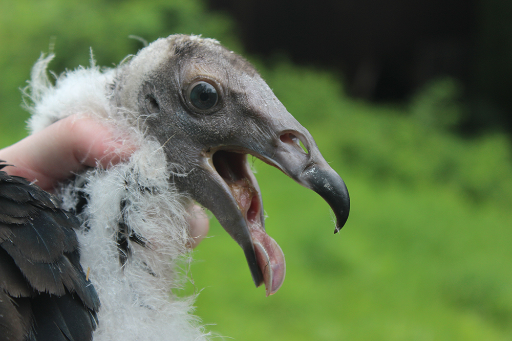 Close-up of 55-day-old turkey vulture chick