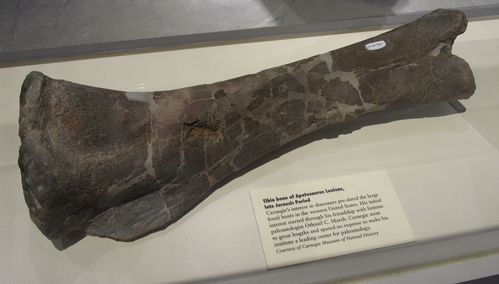 Dinosaur bone, courtesy of Carnegie Museum of Natural History