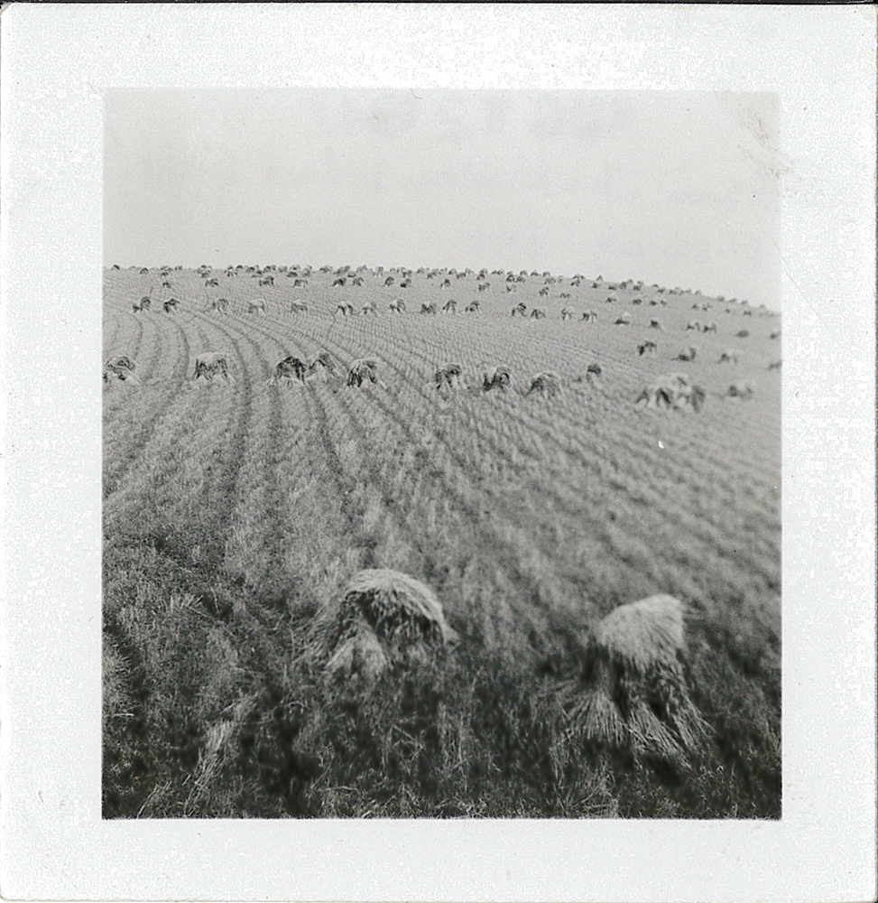 Dean Fullerton's wheat fields while harvesting, 1947.