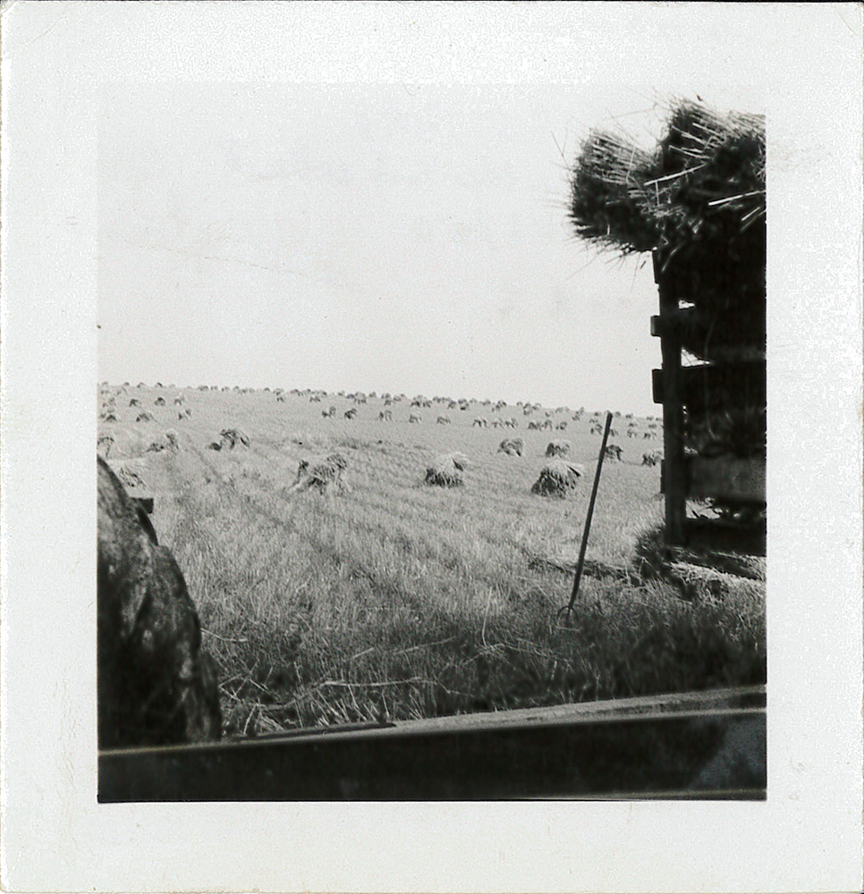 Dean Fullerton's wheat fields while harvesting, 1947.