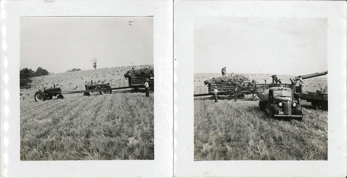 Threshing wheat with tractors and a threshing machine in 1947.