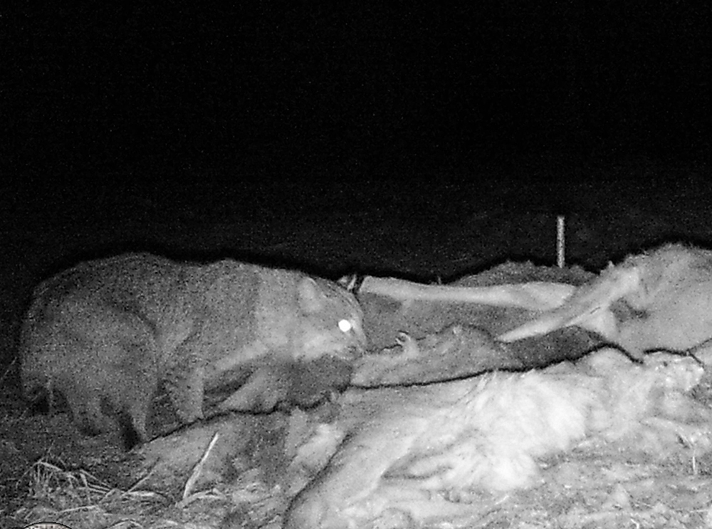Bobcat Bobcat | The Search for Eagles at Meadowcroft | Discover Meadowcroft Blog