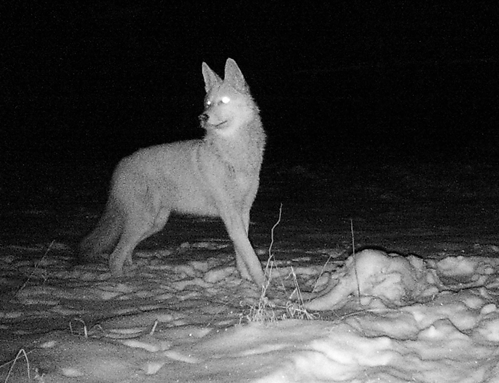 Coyote Coyote | The Search for Eagles at Meadowcroft | Discover Meadowcroft Blog