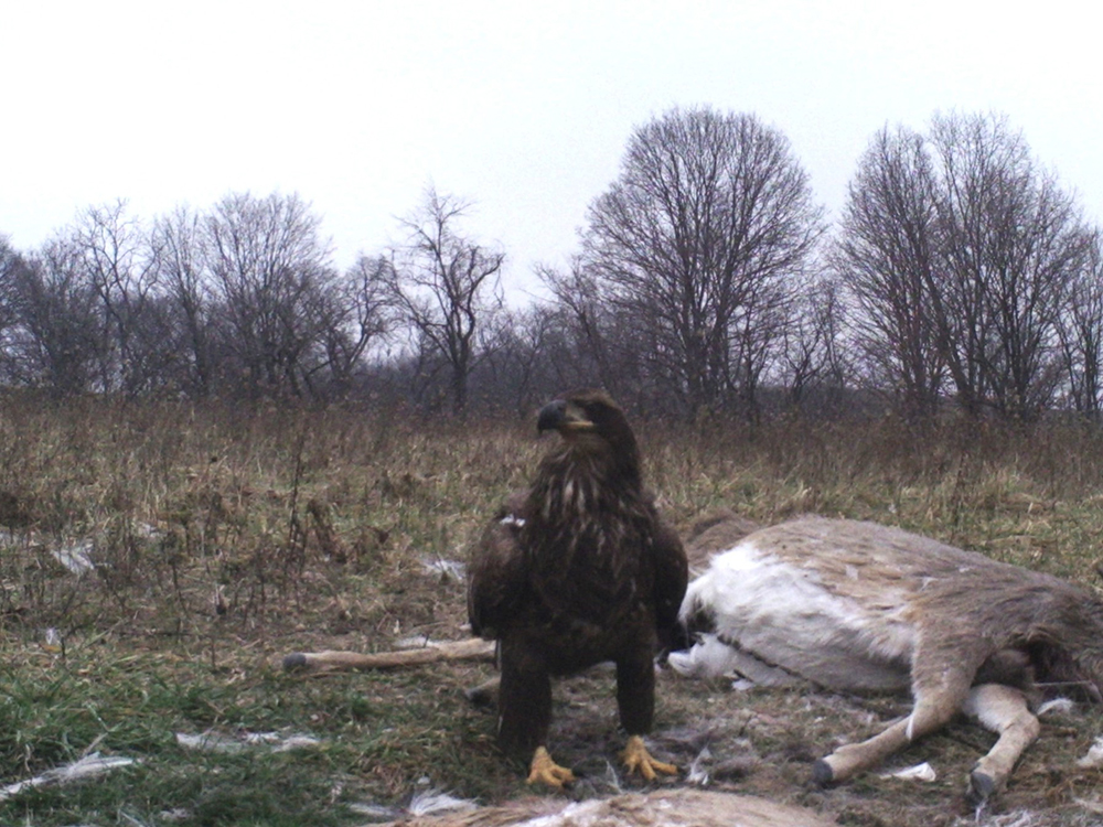 Bald eagle | The Search for Eagles at Meadowcroft | Discover Meadowcroft Blog