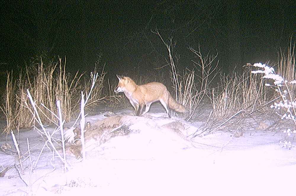 Red fox | The Search for Eagles at Meadowcroft | Discover Meadowcroft Blog