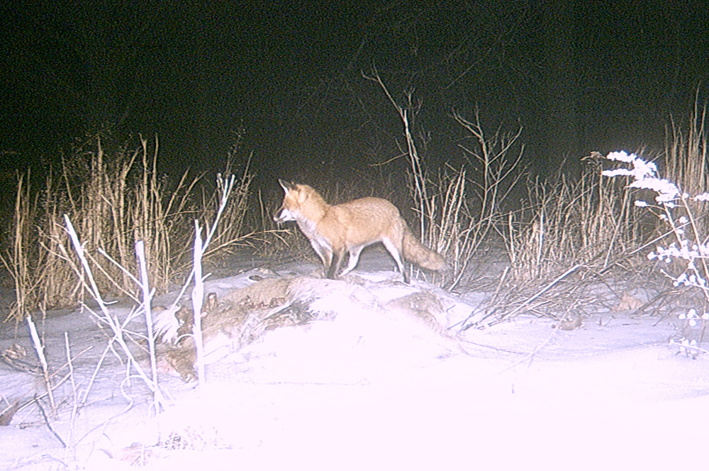 Red fox Red fox | The Search for Eagles at Meadowcroft | Discover Meadowcroft Blog