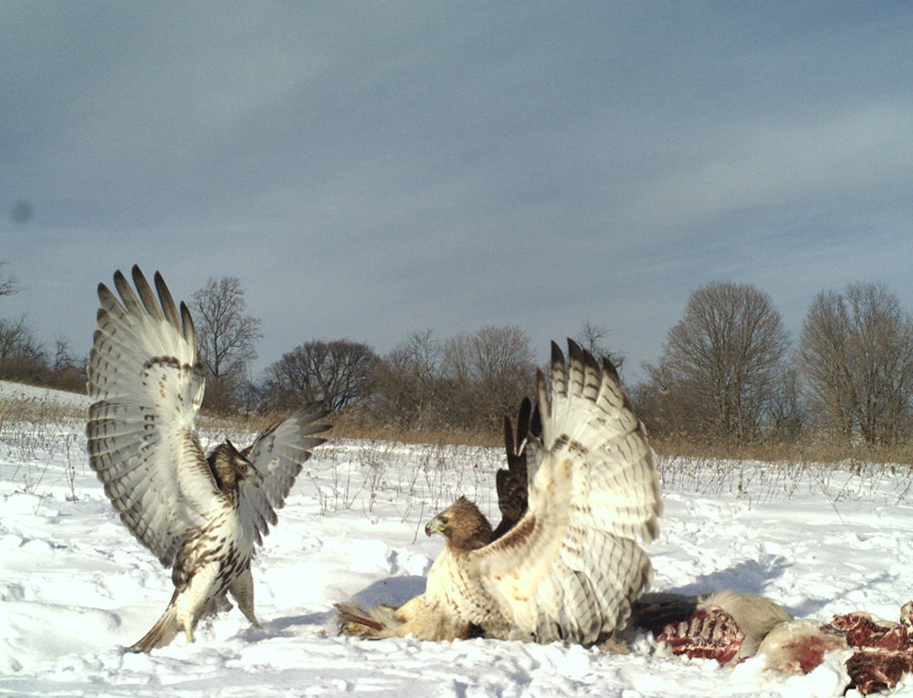 Red Tailed Hawks | The Search for Eagles at Meadowcroft | Discover Meadowcroft Blog