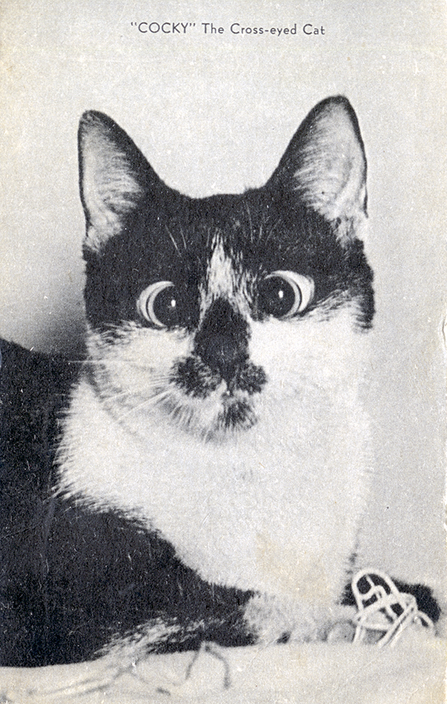 “Cocky” the cross-eyed cat became a minor Pittsburgh celebrity in the 1940s. General Postcard Collection, Detre Library & Archives at the History Center.