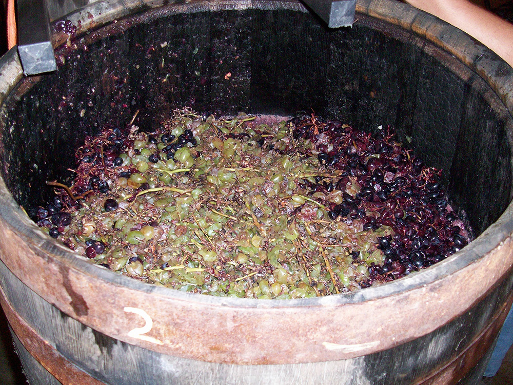 Crushed grapes waiting to be pressed into juice. Courtesy of the Mancini family.
