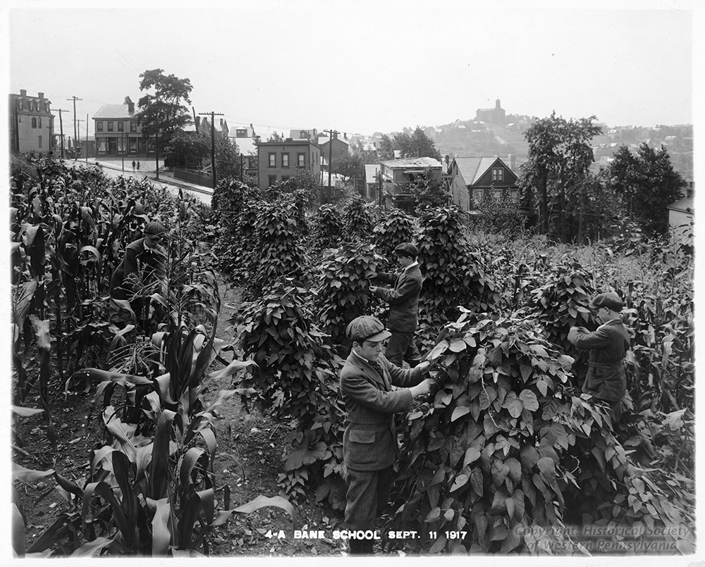 Corn and beans grow in abundance at the Bane School on the South Side Slopes, 1917. | The Edible Schoolyard, 1915