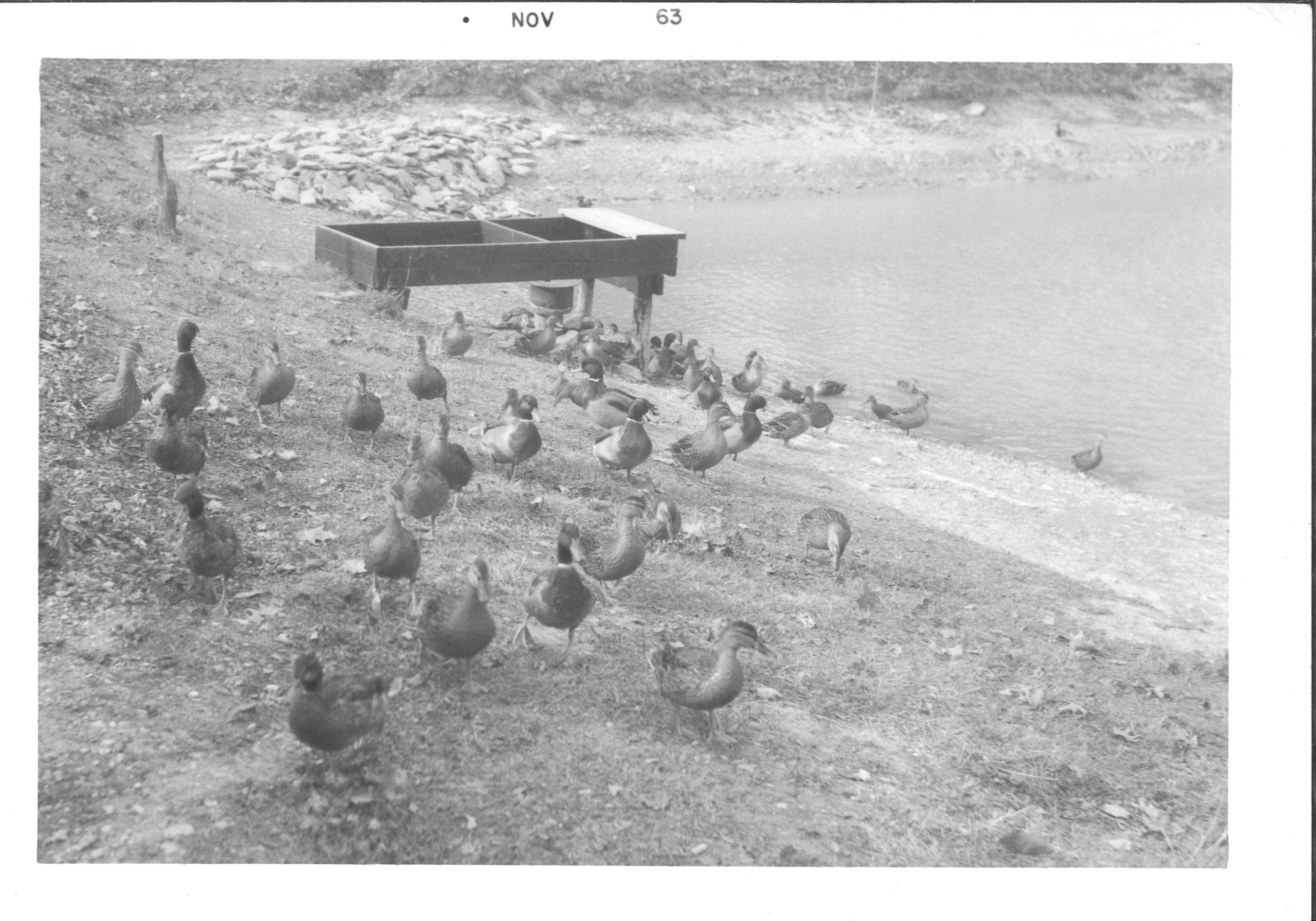 The efforts of the Miller brothers didn’t stop with plant life. Over the years, the grounds were stocked with quail, ducks, rainbow trout, bass, perch, and flathead minnows were all released in and around the Meadowcroft pond. Albert Miller Papers and Photographs, MSS 1095, Meadowcroft Rockshelter and Historic Village.