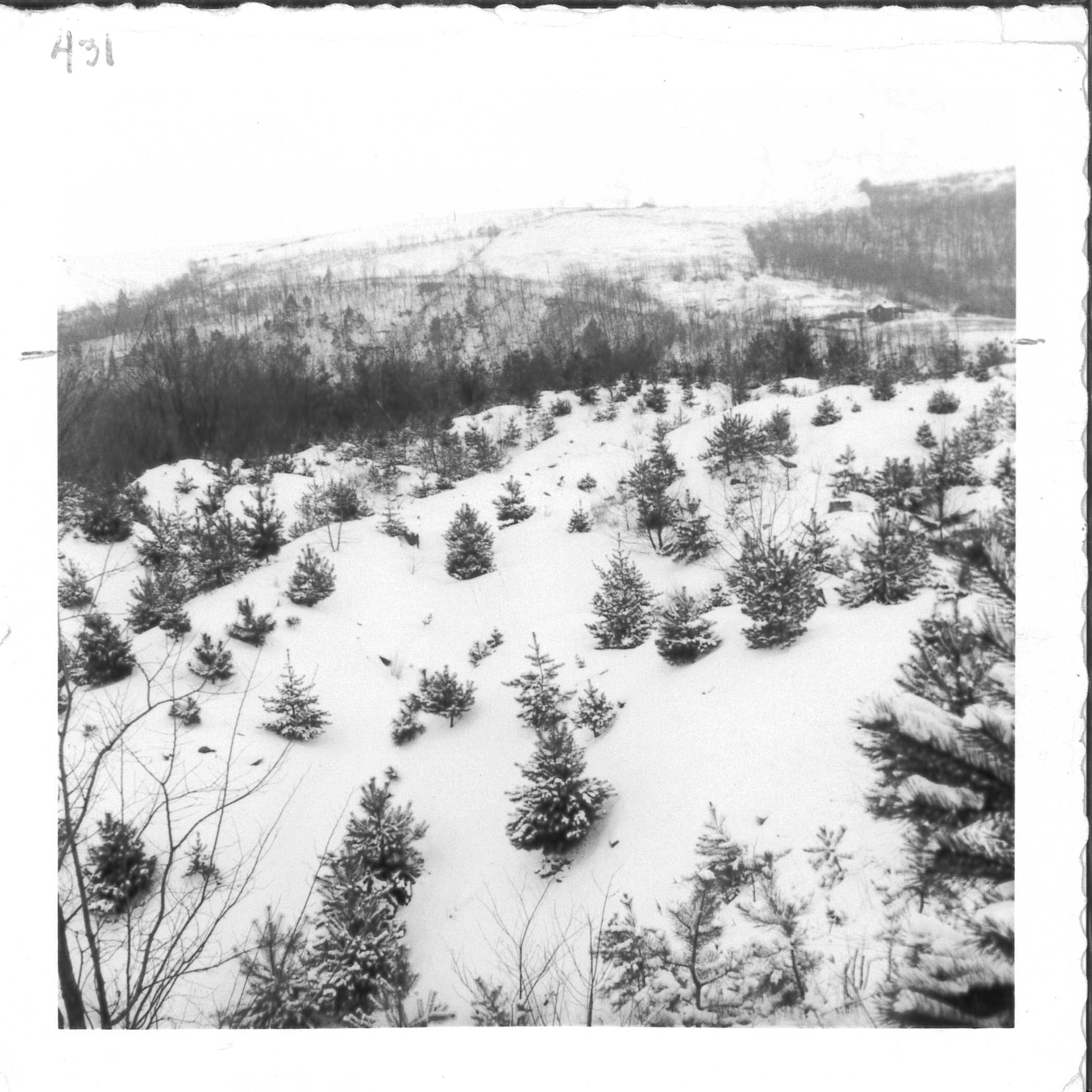 Albert took this image of the 5-year old Scotch Pine plantings. Albert Miller Papers and Photographs, MSS 1095, Meadowcroft Rockshelter and Historic Village.