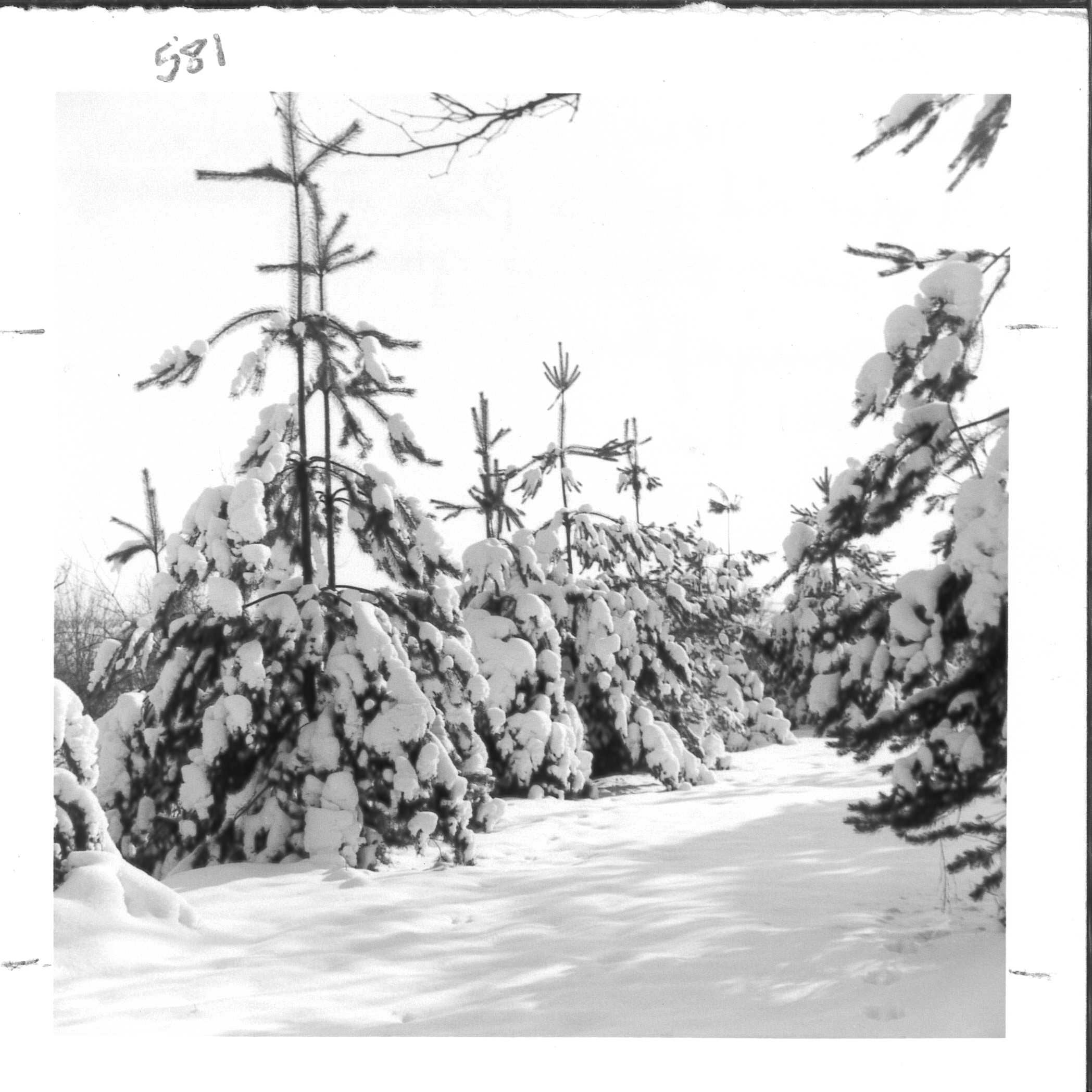 During the early years of the project, aspen and white pines performed the best. White pines like these grew three feet per year. Albert Miller Papers and Photographs, MSS 1095, Meadowcroft Rockshelter and Historic Village.