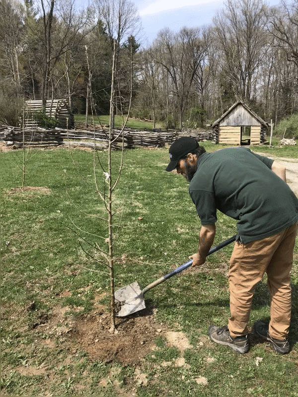Meadowcroft staff planting the new apple trees in the 18th-century frontier area.