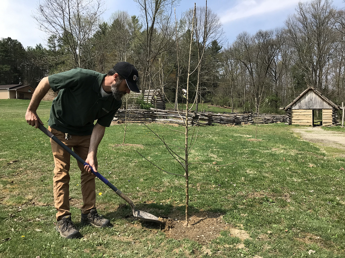 Meadowcroft staff planting the new apple trees in the 18th-century frontier area.
