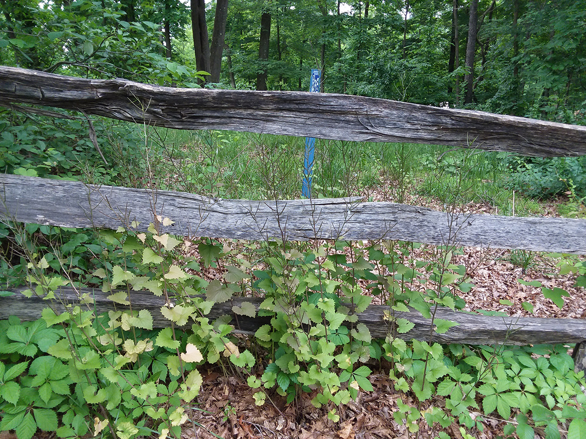 Garlic Mustard Garlic Mustard