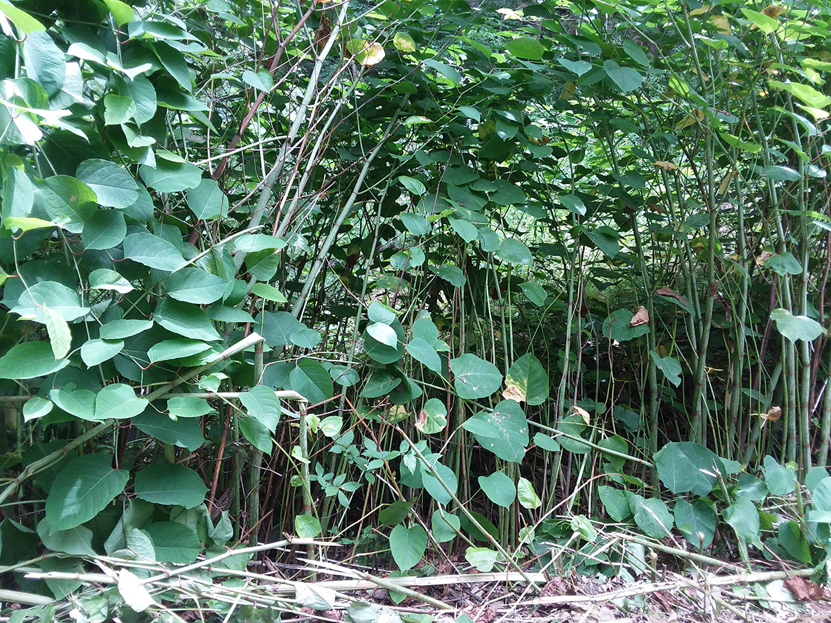 Japanese Knotweed Japanese Knotweed
