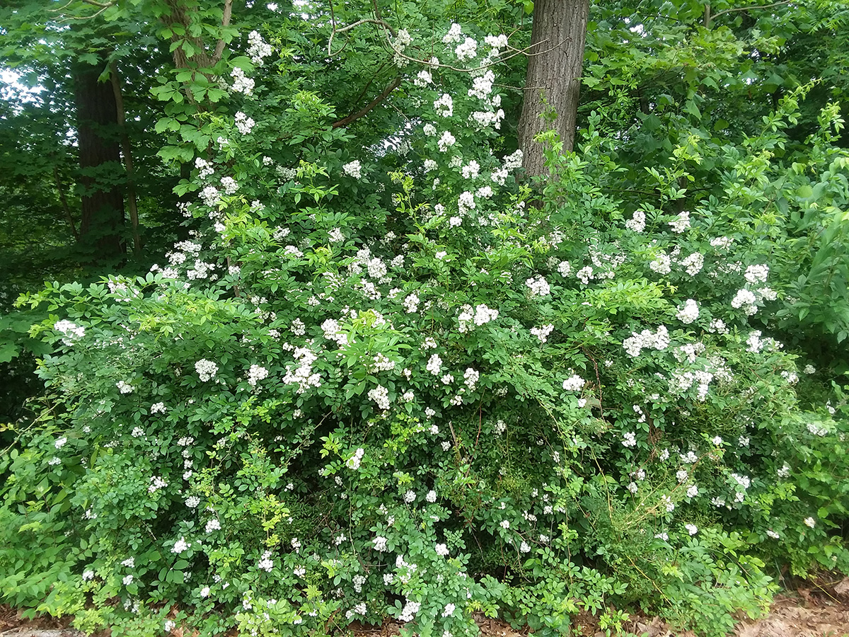 Multi-Flora Rose Multi-Flora Rose