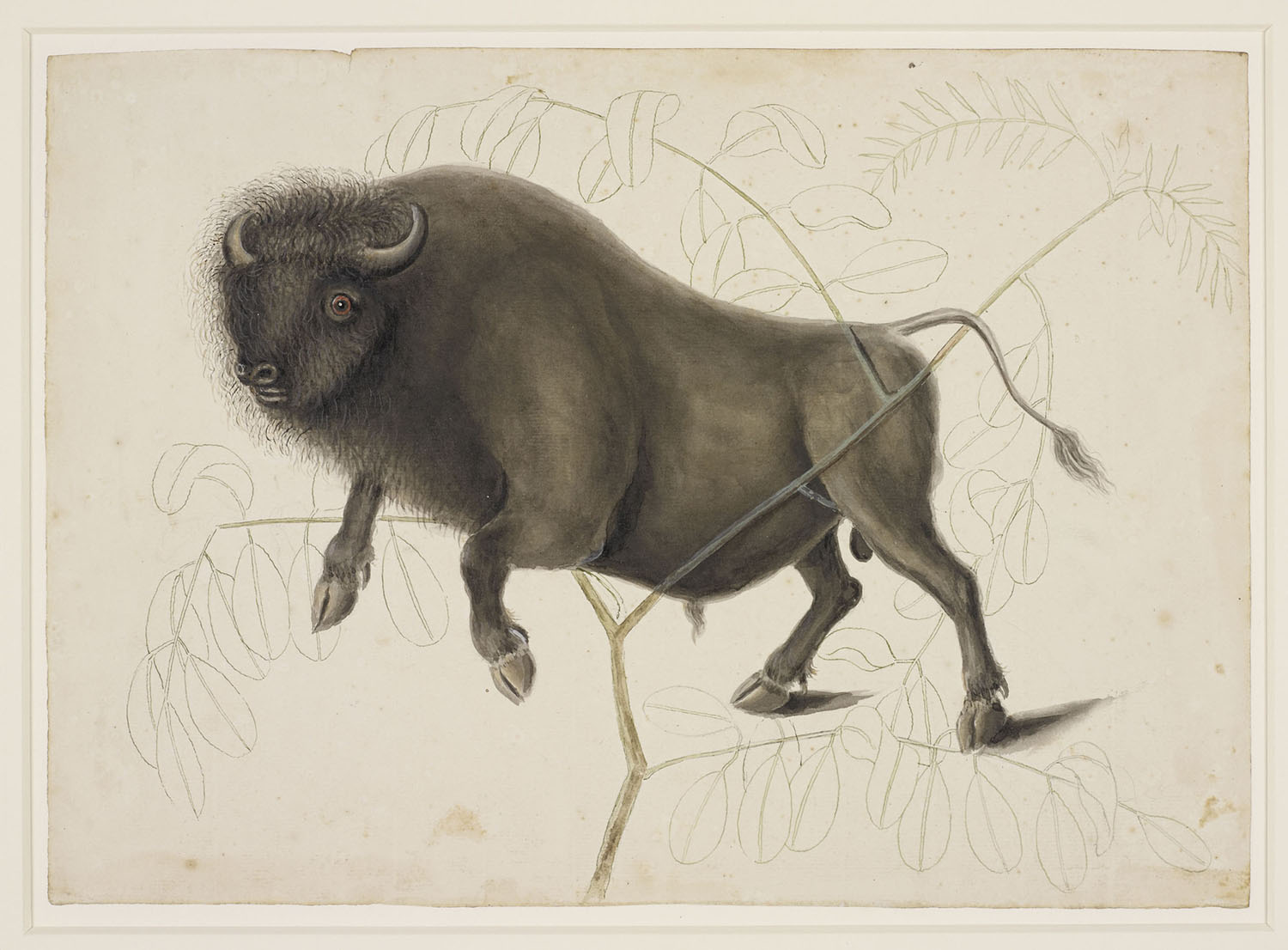 Mark Catesby, Bison, c. 1768.