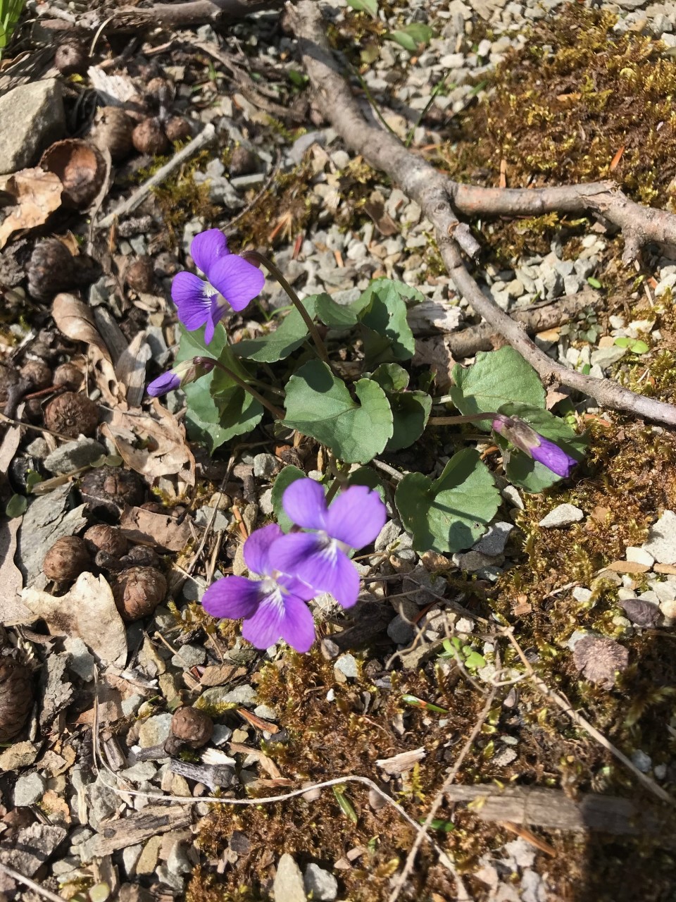 Common Violets
