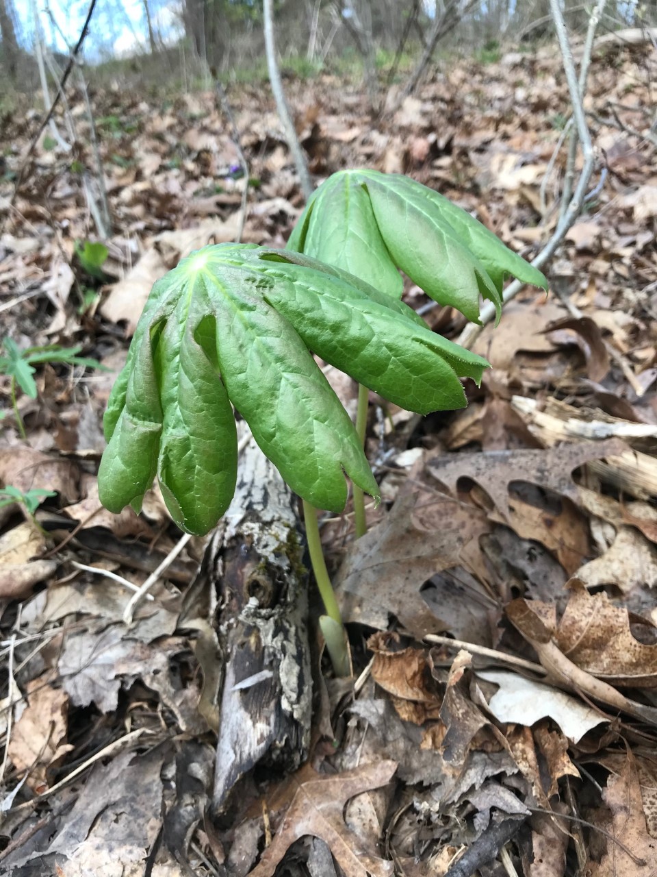 Mayapple