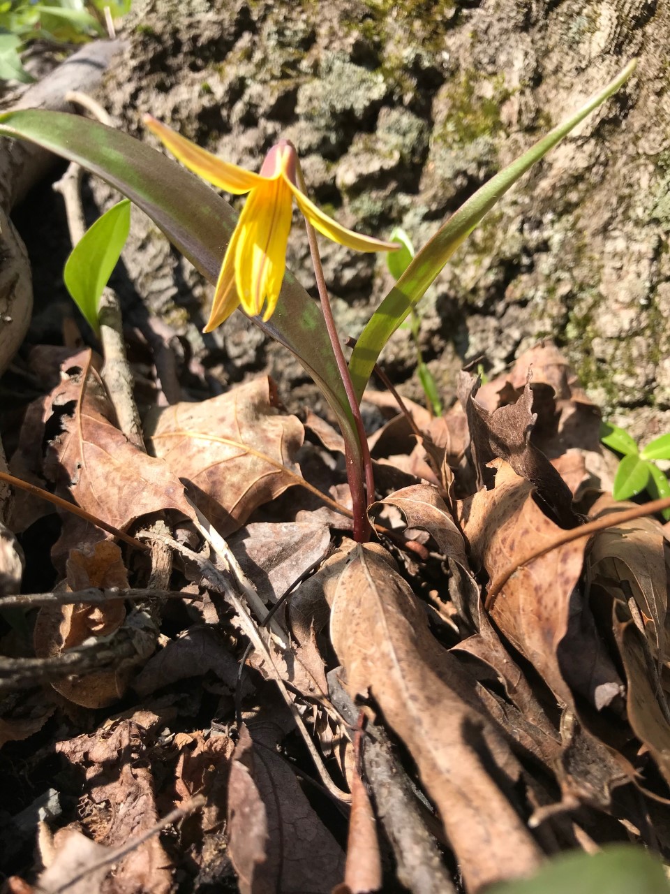 Trout Lily