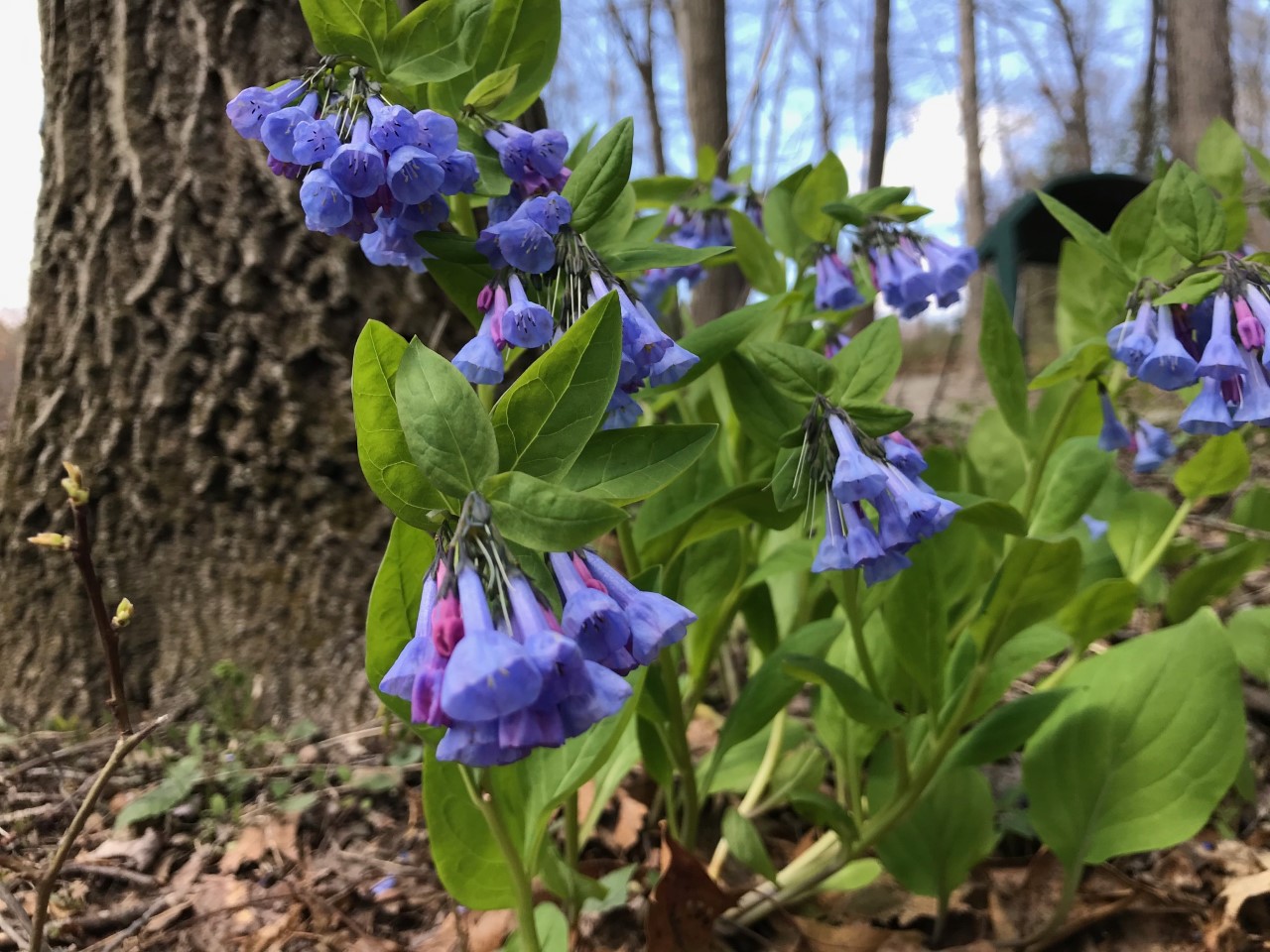 Virginia Bluebells