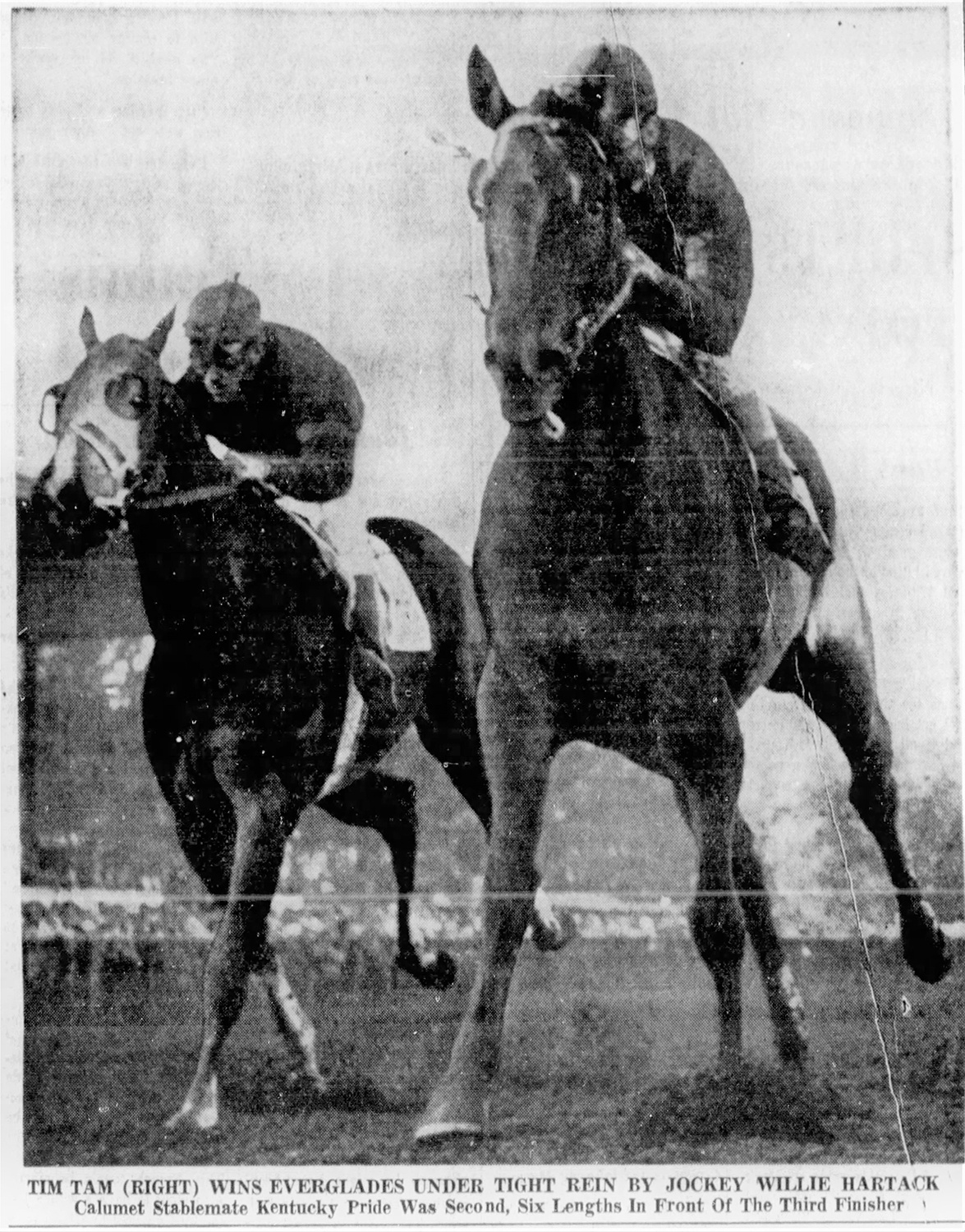 Tim Tam with Bill Hartack up, winning the Everglades Stakes, February 16, 1958. Hartack was looking forward to another record-breaking year at the beginning of 1958. From the Miami News, February 16, 1958.