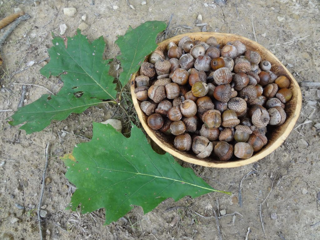 Acorns gathered from a Meadowcroft red oak tree.