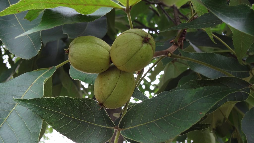 Hickory trees provide nuts at Meadowcroft just as they have for at least 15,000 years.