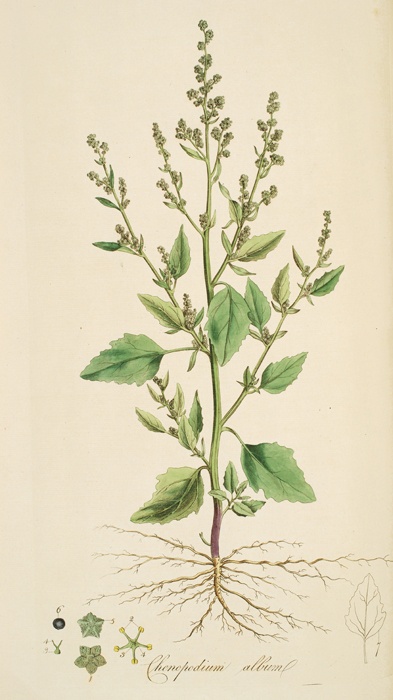 Botanical illustration of Lambsquarters also called Goosefoot, a nutritious part of the Eastern Agricultural Complex.