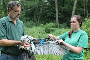 Second Chance to Soar: The Story of the Bald Eagle