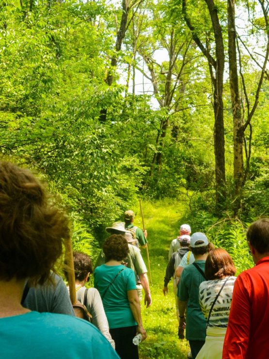 Visitors walking along a wooded trail in Penn's Woods, surrounded by tall trees and dense foliage on a bright, sunny day. *AI generated alt text