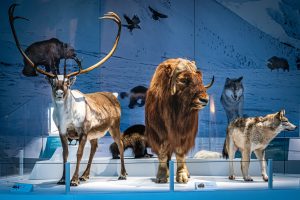 A reindeer, musk ox, and wolf taxidermy are displayed in a museum with snowy Arctic scenery and animal images on the wall behind. *AI generated alt text