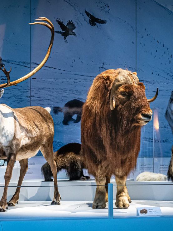 A reindeer, musk ox, and wolf taxidermy are displayed in a museum with snowy Arctic scenery and animal images on the wall behind. *AI generated alt text